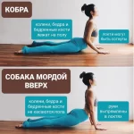 Студия йоги и фитнеса - Собака мордой вверх